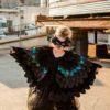 Raven Bird Cape | Black Crow Bird Costume